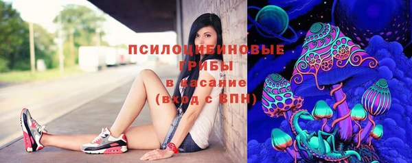 гашик Дубна